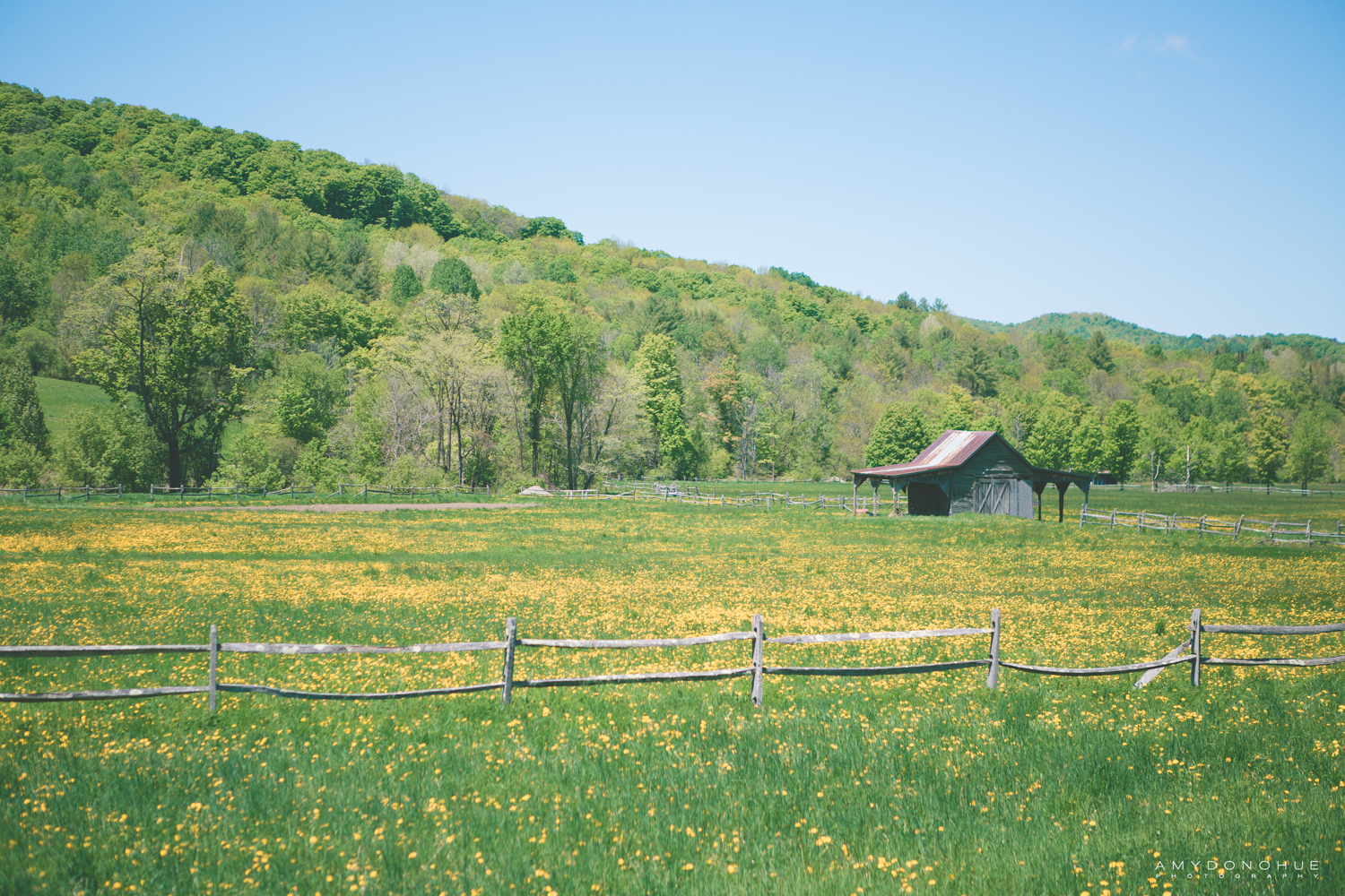 A field of dandelions with a rustic Vermont barn.