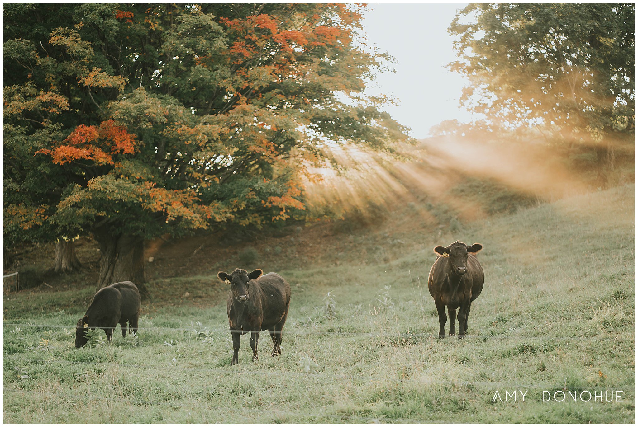 Vermont Life Photographer | Cloudland Farm | Amy Donohue Photography ©